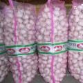 Hot sales new crop China/Chinese fresh garlic pure white garlic for wholesale
